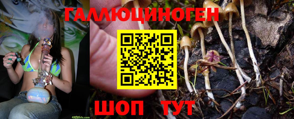 Галлюциногенные грибы Psilocybine cubensis Сибай